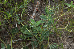 Tephrosia onobrychoides