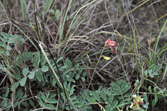 Tephrosia onobrychoides