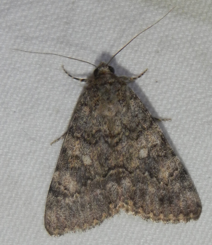 Benjamin's Underwing photo 3