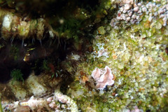Gondogeneia microdeuteropa