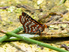 Euphydryas editha