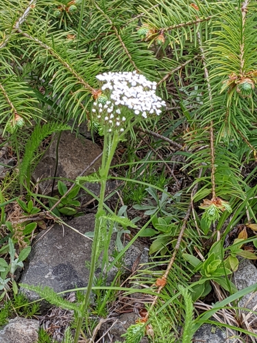 Shortcut Trail #132B