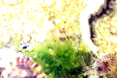 Gondogeneia microdeuteropa