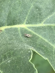Bactericera lavaterae