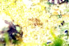 Gondogeneia microdeuteropa