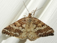 Eufidonia discospilata