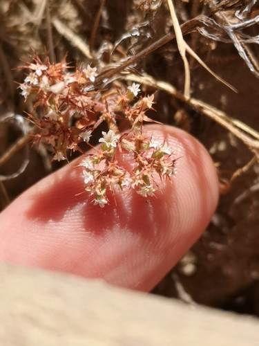San Fernando valley spineflower (Chorizanthe parryi)