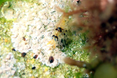 Gondogeneia microdeuteropa