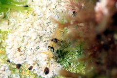 Gondogeneia microdeuteropa