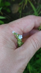 Lappula squarrosa