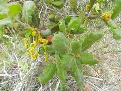 Quercus durata durata