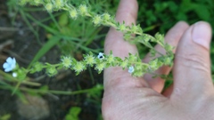 Lappula squarrosa