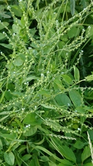 Lappula squarrosa