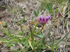 Trifolium parryi