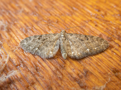 Eupithecia tripunctaria