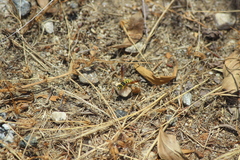 Eucerceris provancheri