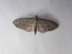 Eupithecia tripunctaria