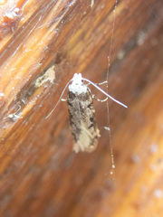 Endrosis sarcitrella