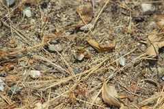 Eucerceris provancheri