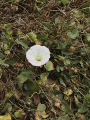 Calystegia macrostegia macrostegia