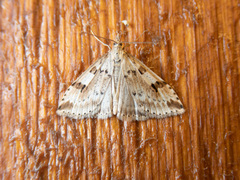 Udea washingtonalis