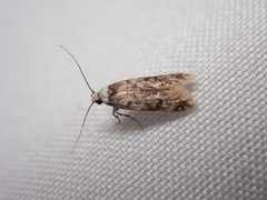 Endrosis sarcitrella