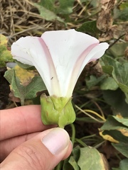 Calystegia macrostegia macrostegia