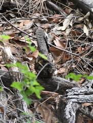 Antrostomus arizonae