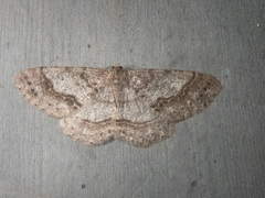 Melanolophia imitata