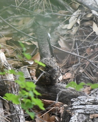 Antrostomus arizonae