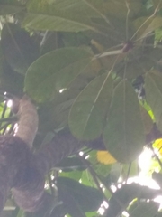 Heptapleurum actinophyllum