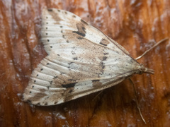 Udea washingtonalis