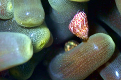 Prothalotia pulcherrima