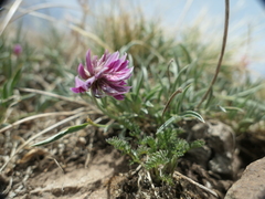 Trifolium attenuatum