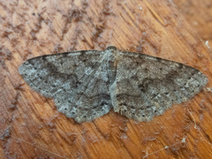 Melanolophia imitata