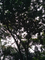 Heptapleurum actinophyllum