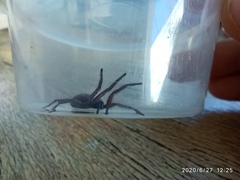 Araneae