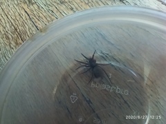 Araneae
