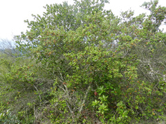 Quercus durata durata