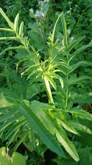 Pastinaca sativa
