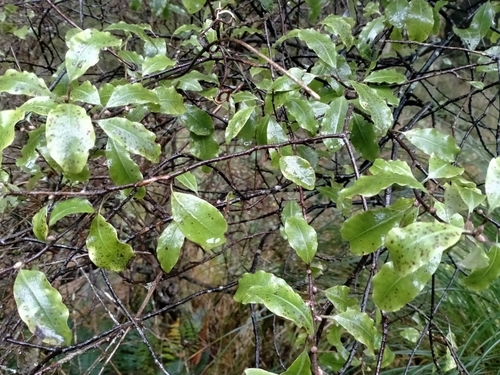 Pittosporum tenuifolium