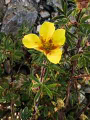 Potentilla concinna