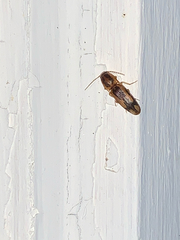 Conoderus vespertinus