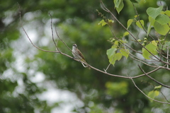 Pycnonotus goiavier