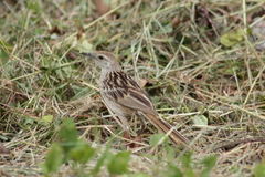Megalurus palustris