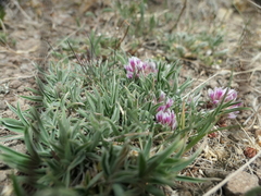 Trifolium attenuatum