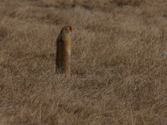 Spermophilus major