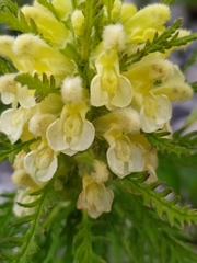 Pedicularis foliosa