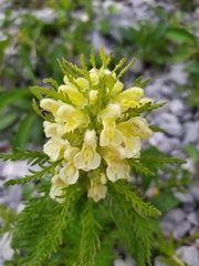 Pedicularis foliosa