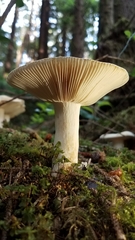 Russula crassotunicata